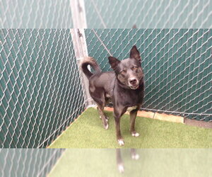 Gerberian Shepsky Dogs for adoption in Downey, CA, USA