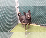 NACHO - Male Gerberian Shepsky Dog for Adoption - Small photo