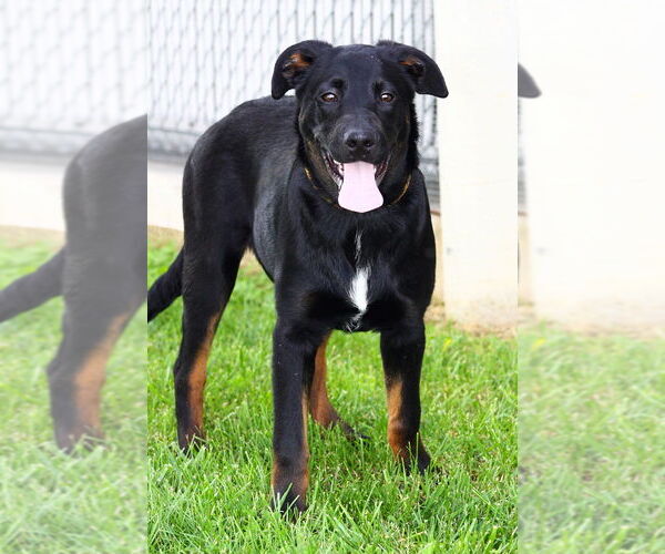 Medium Photo #1 Mutt Puppy For Sale in Evansville, IN, USA