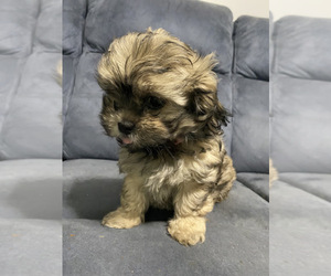 Mal-Shi Puppy for sale in HEPHZIBAH, GA, USA