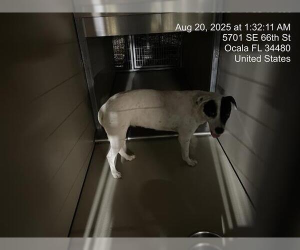 Medium Photo #1 American Pit Bull Terrier Puppy For Sale in Ocala, FL, USA