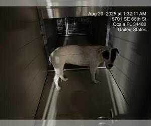 American Pit Bull Terrier Dogs for adoption in Ocala, FL, USA