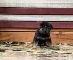 Small Photo #1 German Shepherd Dog Puppy For Sale in AUSTIN, IN, USA