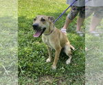 Small #3 Carolina Dog Mix
