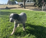 Puppy 2 Australian Cattle Dog-Border Collie Mix