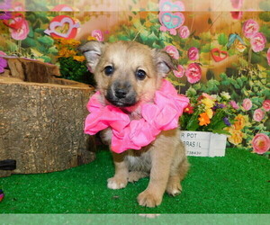 Jack-A-Ranian Puppy for sale in HAMMOND, IN, USA