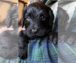 Small Photo #6 Labradoodle Puppy For Sale in LEXINGTON, GA, USA