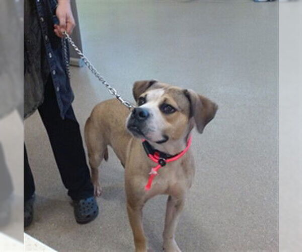 Medium Photo #1 American Pit Bull Terrier-Unknown Mix Puppy For Sale in Louisville, KY, USA