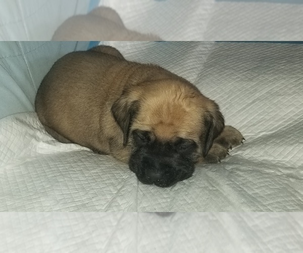 Medium Photo #28 Mastiff Puppy For Sale in FULTON, NY, USA