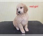 Small Photo #5 Poodle (Standard) Puppy For Sale in HAMPTON, VA, USA