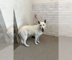 Small German Shepherd Dog