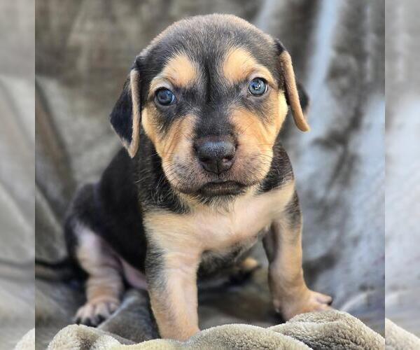 Medium Photo #1 Labrador Retriever-Unknown Mix Puppy For Sale in San Diego, CA, USA