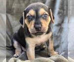 Small Labrador Retriever Mix