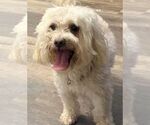 Small #1 Maltese Mix