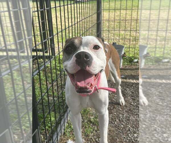 Medium Photo #5 Boxer-Unknown Mix Puppy For Sale in Abbeville, LA, USA