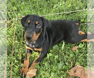 Doberman Pinscher Puppy for Sale in SHELBYVILLE, Indiana USA