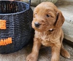 Small #3 Doodle-Goldendoodle Mix