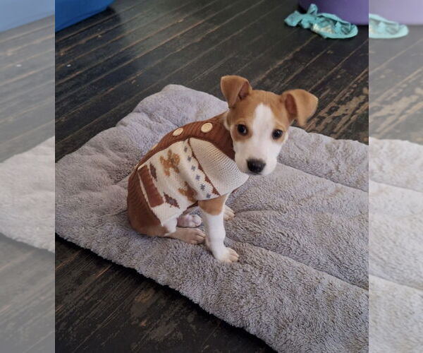 Medium Photo #4 Jack Russell Terrier-Unknown Mix Puppy For Sale in Mobile, AL, USA