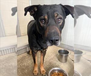 German Shepherd Dog-Unknown Mix Dogs for adoption in Mobile, AL, USA