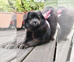 Small #18 Mutt