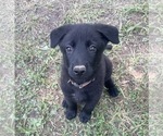 Puppy Mocha German Shepherd Dog