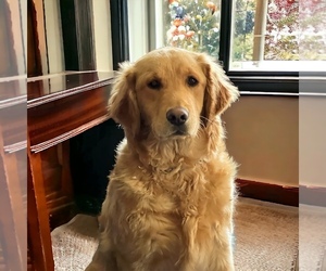Mother of the Golden Retriever puppies born on 06/18/2026