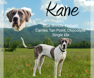 Father of the Great Dane puppies born on 03/28/2026