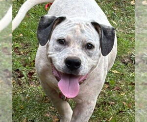 American Pit Bull Terrier-Unknown Mix Dogs for adoption in Rustburg, VA, USA