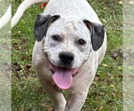 Small American Pit Bull Terrier Mix