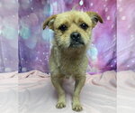 Small Photo #2 Cairn Terrier-Unknown Mix Puppy For Sale in Lakewood, CO, USA