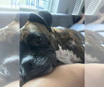 Small #2 Boxer