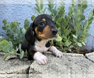 Dachshund Puppy for sale in ORLANDO, FL, USA
