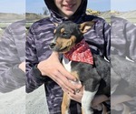 Small Photo #1 Fox Terrier (Smooth)-Rat Terrier Mix Puppy For Sale in FRANCESVILLE, IN, USA