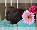Puppy Lilla Labrador Retriever