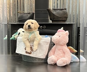 Medium Golden Retriever