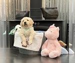 Puppy Miss Mint Golden Retriever