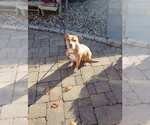 Small #3 American Pit Bull Terrier Mix