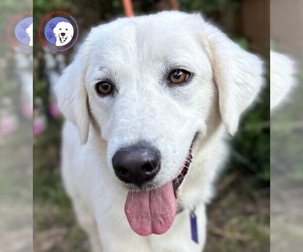 Medium Photo #4 Great Pyrenees Puppy For Sale in Spring, TX, USA