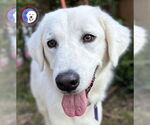 Small #3 Great Pyrenees