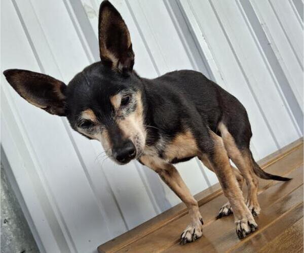 Medium Photo #1 Chihuahua Puppy For Sale in Bakersfield, CA, USA