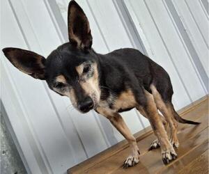 Chihuahua Dogs for adoption in Bakersfield, CA, USA