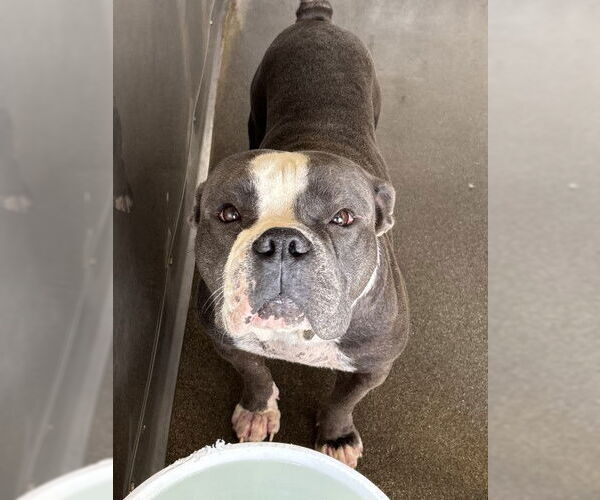 Medium Photo #2 American Pit Bull Terrier Puppy For Sale in San Bernardino, CA, USA