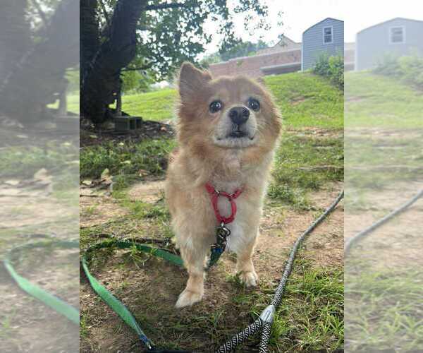 Medium Photo #2 Pomeranian-Unknown Mix Puppy For Sale in Candler, NC, USA