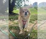 Small #1 Pomeranian Mix