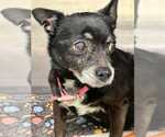 Small #5 Chihuahua