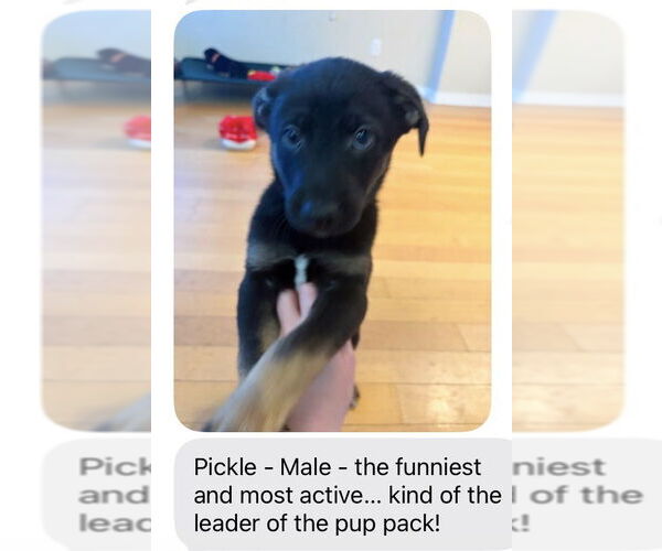 Medium Photo #2 Mutt Puppy For Sale in San Diego, CA, USA