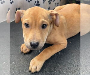 Staffordshire Bull Terrier-Unknown Mix Dogs for adoption in Tracy City, TN, USA