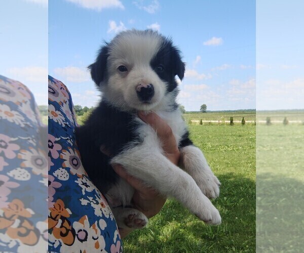 Medium Photo #5 Border Collie Puppy For Sale in NORBORNE, MO, USA