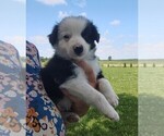 Small Photo #5 Border Collie Puppy For Sale in NORBORNE, MO, USA