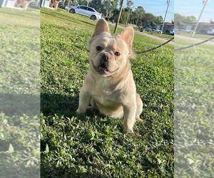 French Bulldog Puppy for sale in TAMPA, FL, USA